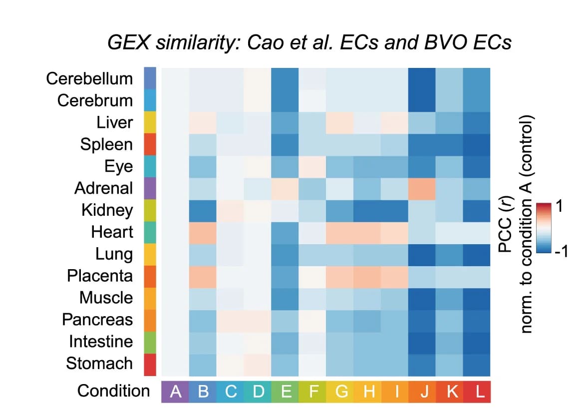Open access visualization of Heatmap, Gene Expression, Endothelial Cells