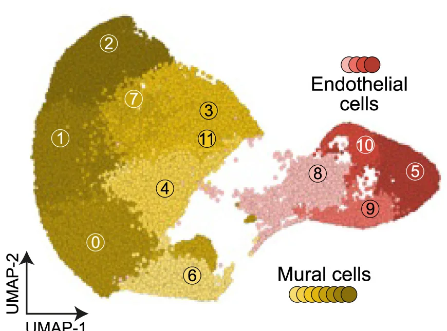 Open access visualization of UMAP, UMAP Embedding, scRNA-seq, Control hBVOs, Inflammatory hBVOs