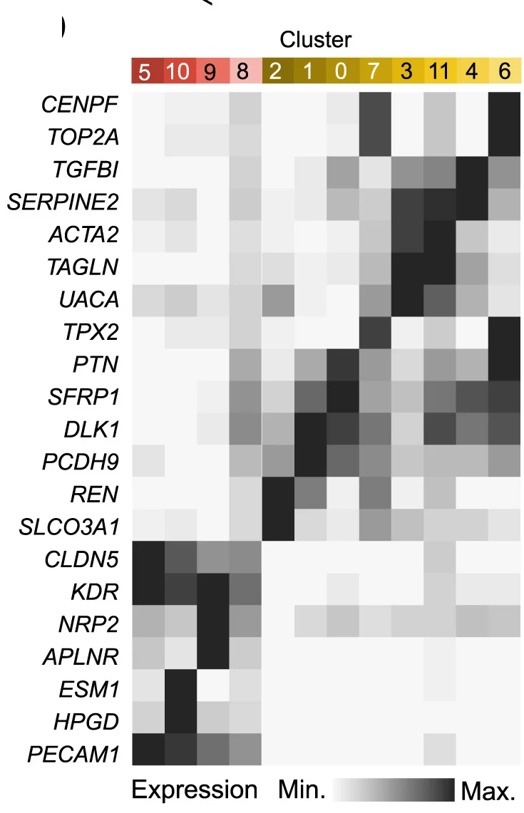 Open access visualization of Heatmap, Gene Expression, Marker Genes, Cluster