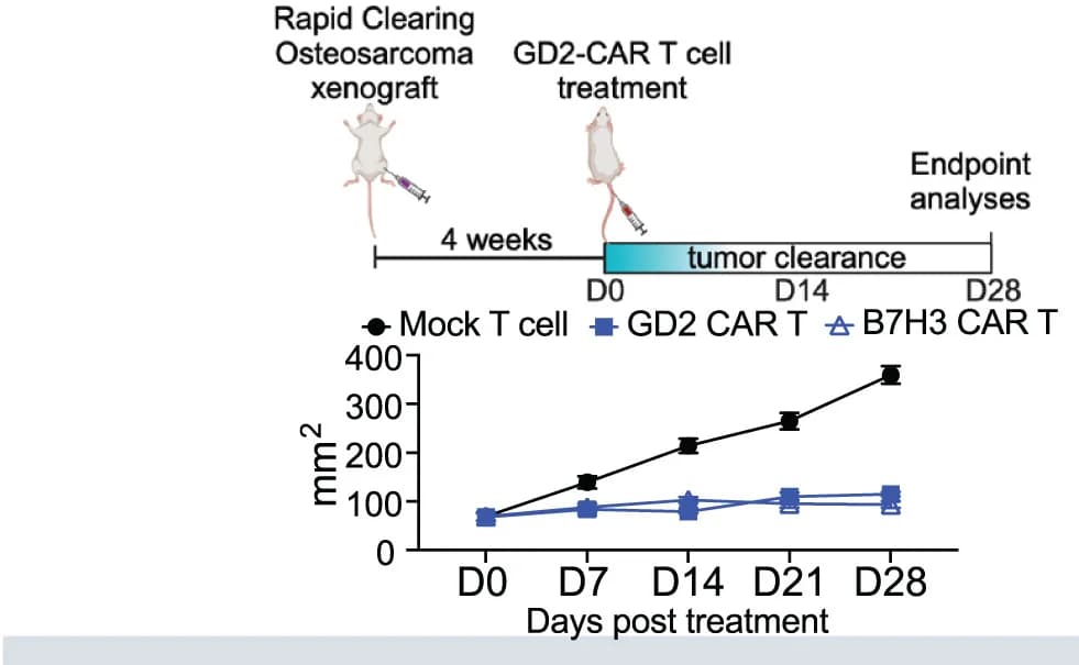 Open access visualization of Line Plot, Error Bars, Xenograft, CAR T Cell Therapy, Tumor Measurement