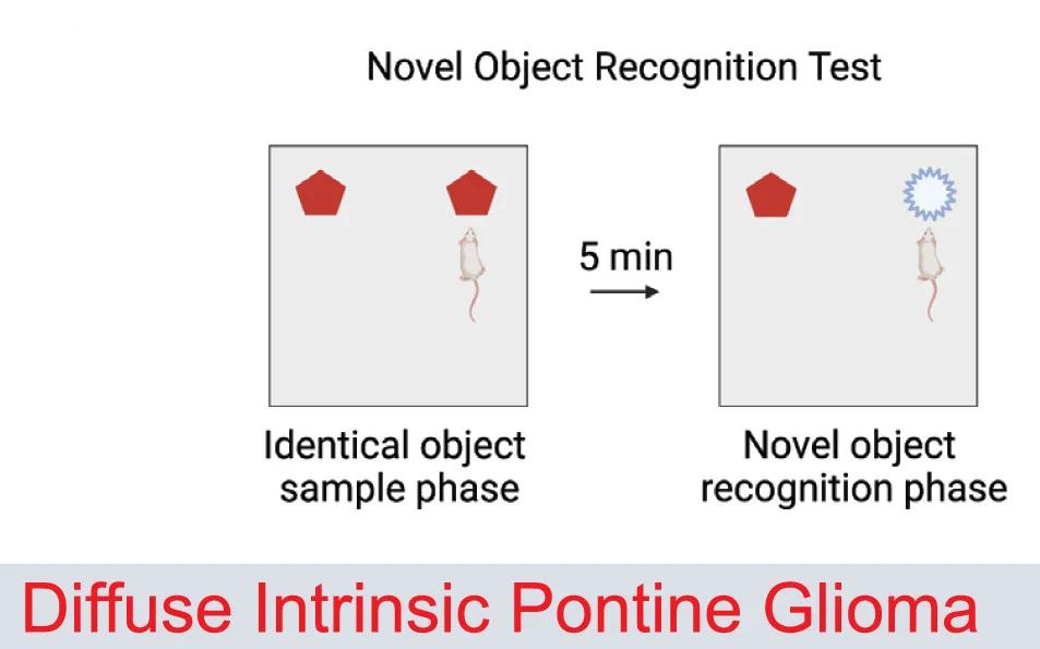 Open access visualization of Workflow, Illustration, Novel Object Recognition Test, Attention, Short-Term Memory