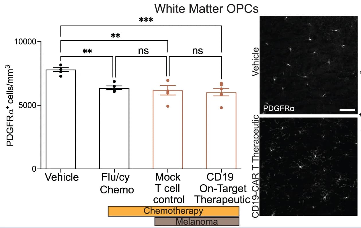 Open access visualization of Bar Plot, Error Bars, Photo, Microscopy, PDGFRa+OPCs