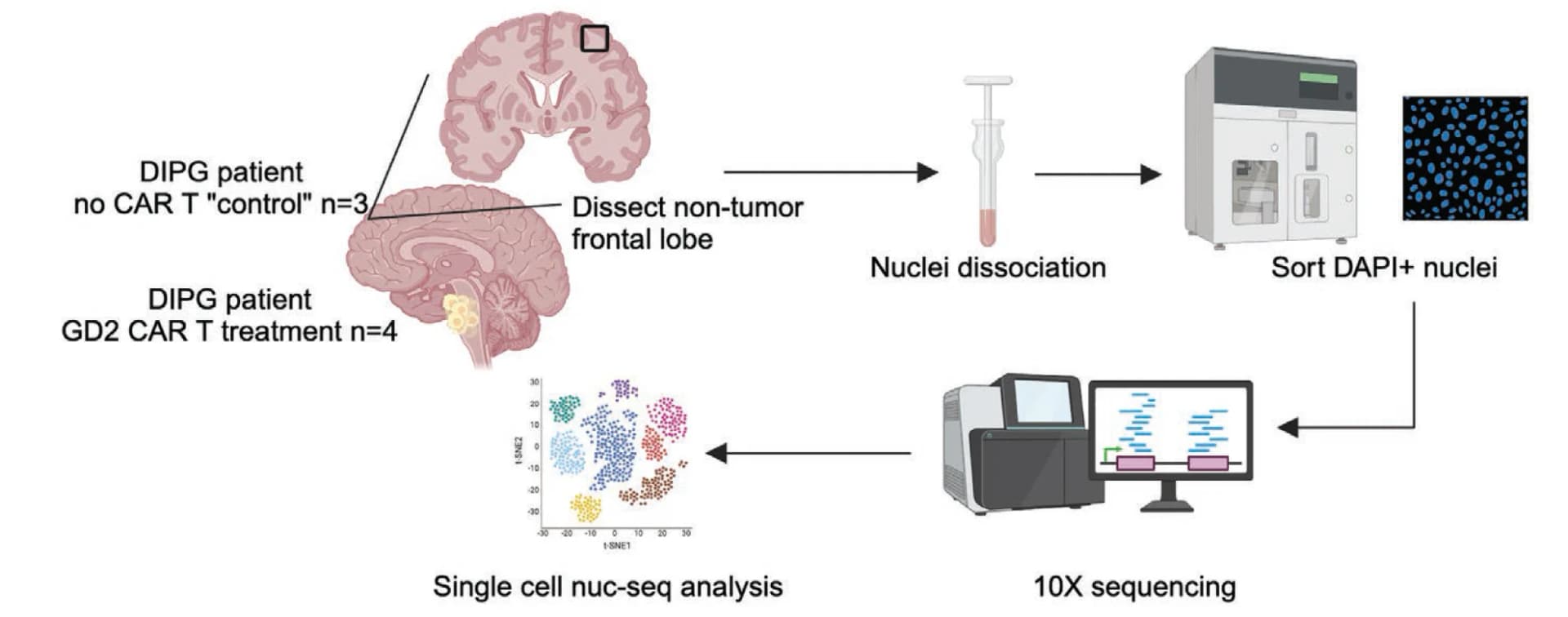 Open access visualization of Workflow, Scatter Plot, Illustration, Sample Collection, Autopsy