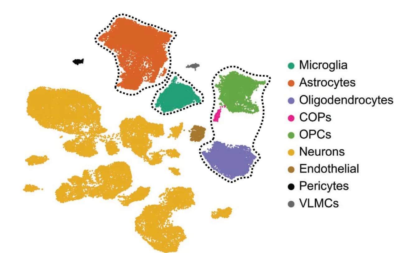 Open access visualization of Scatter Plot, UMAP, PCA, Single Nuclei, GD2-CAR T Cell