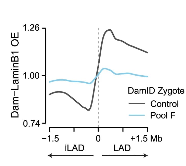 Open access visualization of Line Plot, Dam-LaminB1 OE, LAD Boundaries, LAD, iLAD