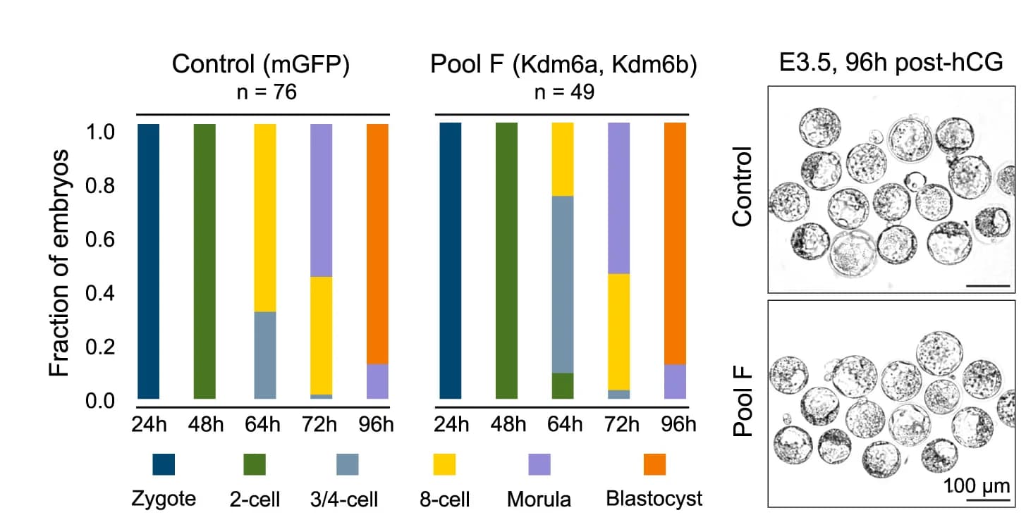Open access visualization of Stacked Bar Plot, Microscopy, Developmental Progression, Embryos, mGFP