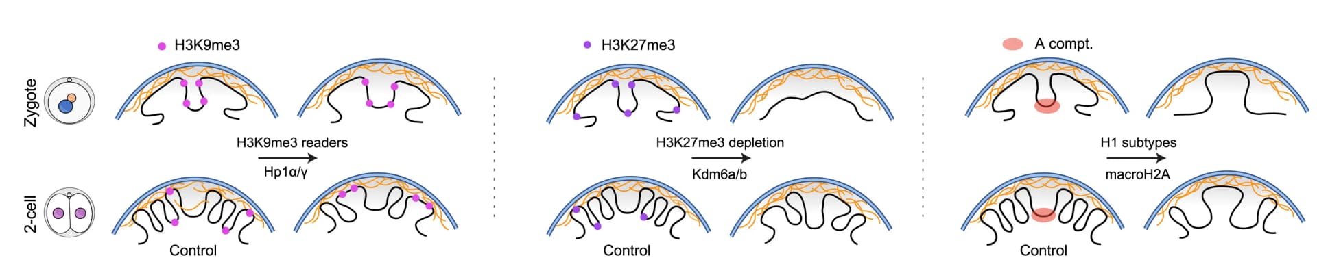 Open access visualization of Illustration, LAD, H3K27 Methylation, H3K9 Methylation, Histone Content