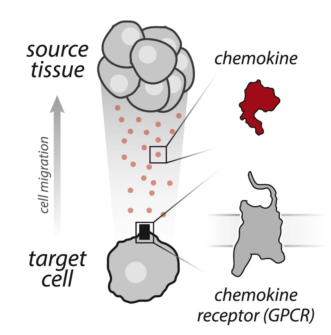 Open access visualization of Workflow, Illustration, Chemokines, Receptors, Migrating Cells