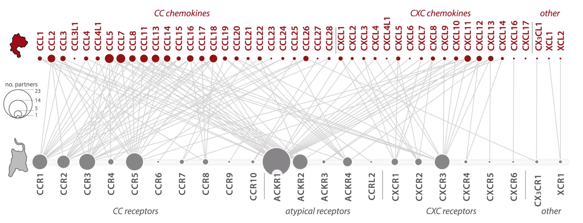 Open access visualization of Network, Pathway, Chemokine Ligands, Receptors, Interaction Network