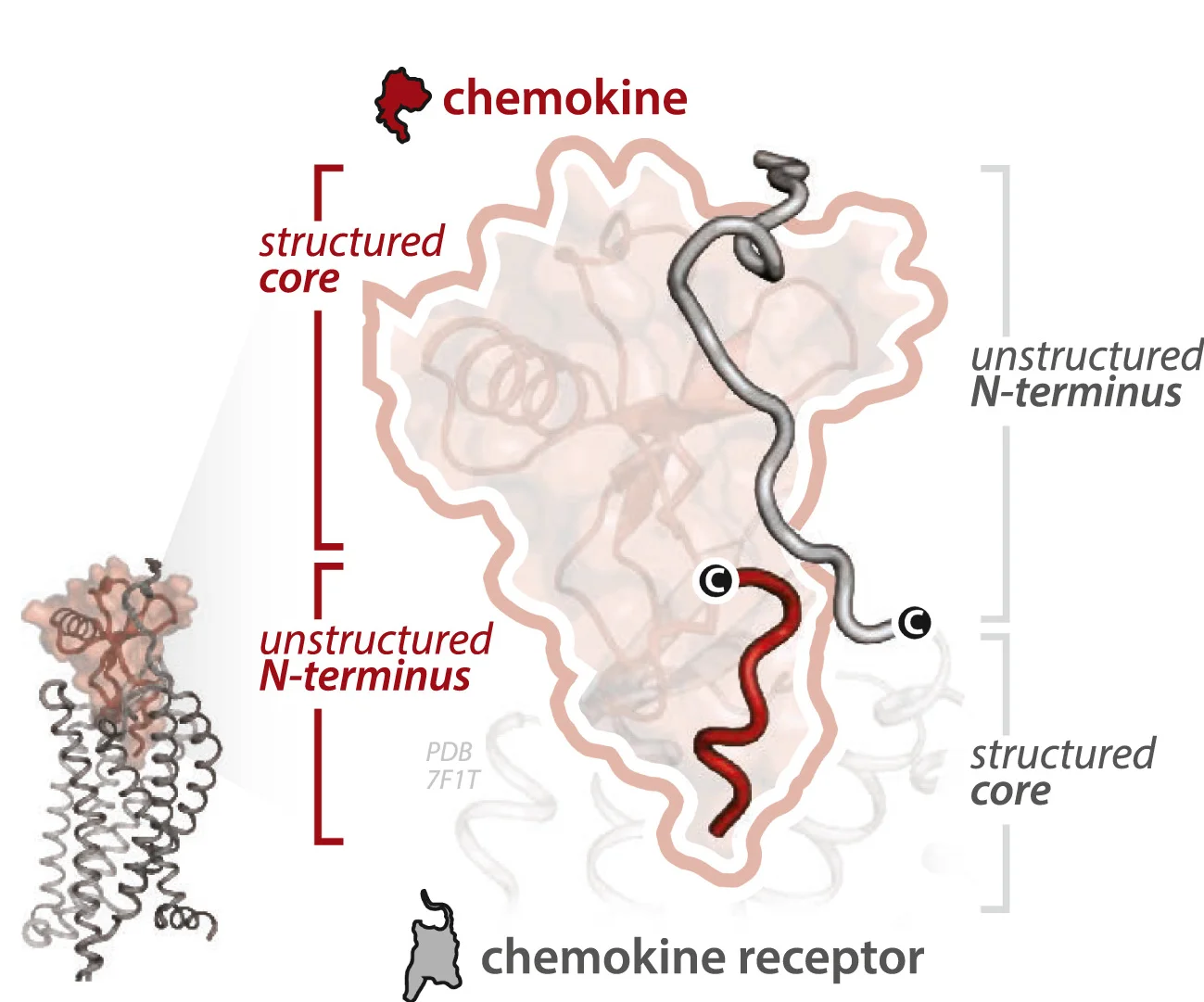 Open access visualization of Protein Structure, Illustration, Binding Mode, Receptor, Chemokine