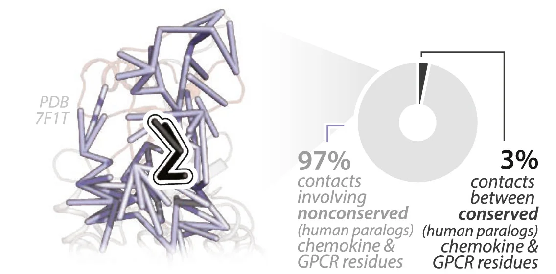 Open access visualization of Protein Structure, Pie Chart, Conserved Residues, Human Paralogs, Chemokine