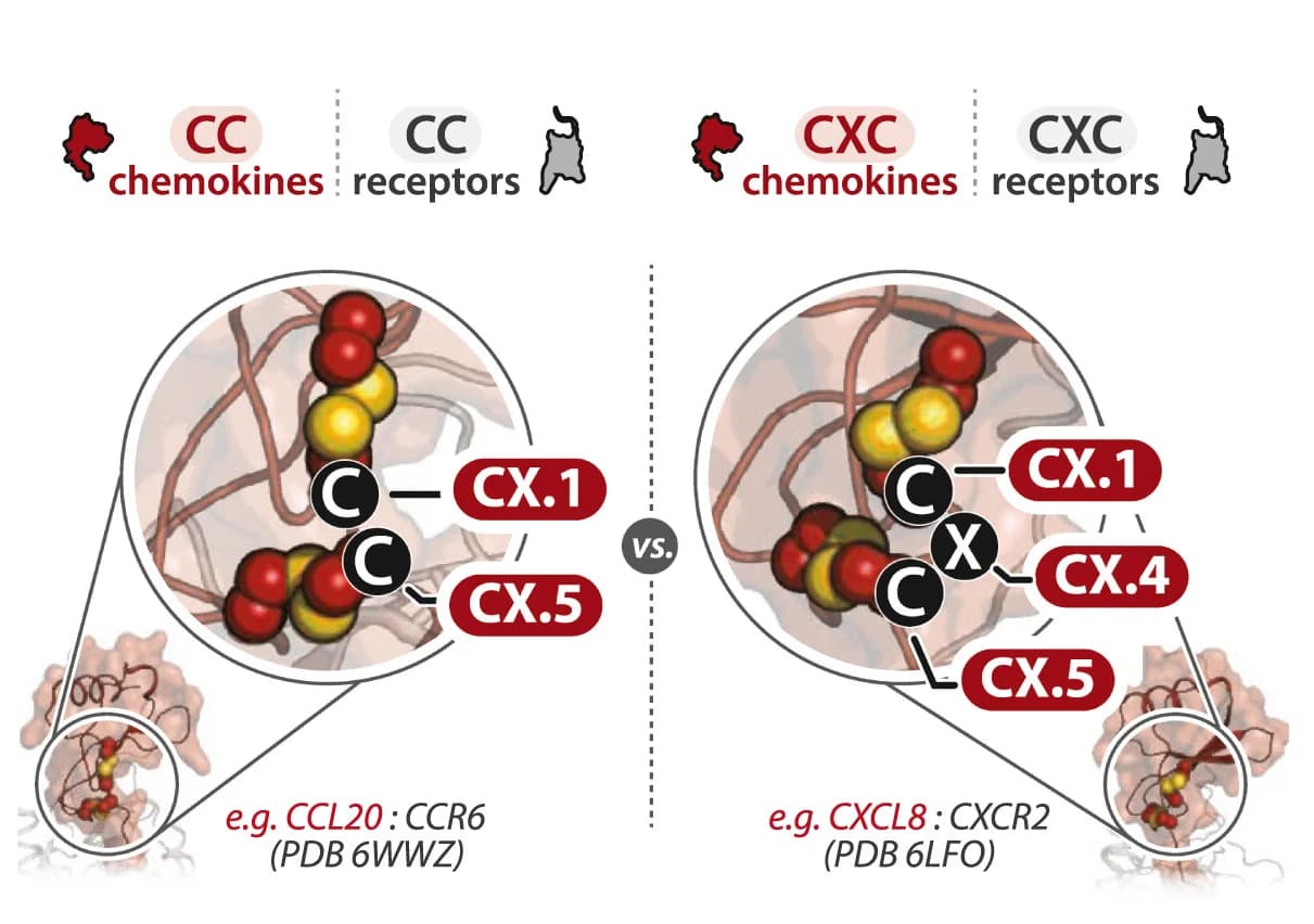 Open access visualization of Protein Structure, Illustration, Chemokines, CC Chemokines, CXC Chemokines