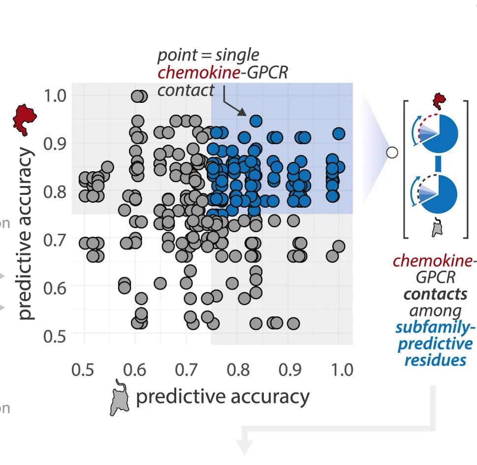 Open access visualization of Scatter Plot, Pie Chart, Residue-Residue Contacts, CC Chemokines, CXC Chemokines