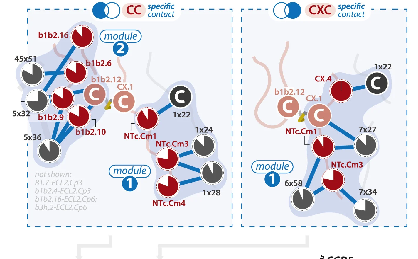 Open access visualization of Network, Pathway, CC-Specific Contacts, CXC-Specific Contacts, Consensus Contacts