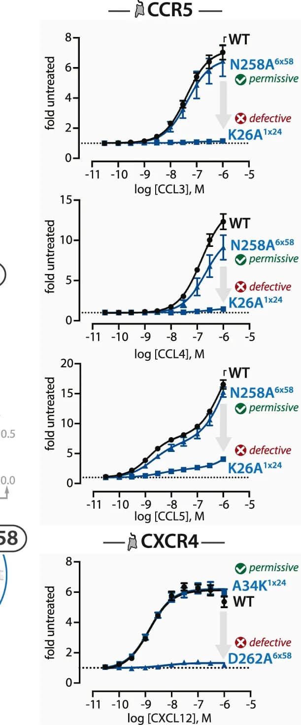 Open access visualization of Line Plot, Error Bars, Beta-arrestin Recruitment, NanoLuc Binary Technology, CCR5