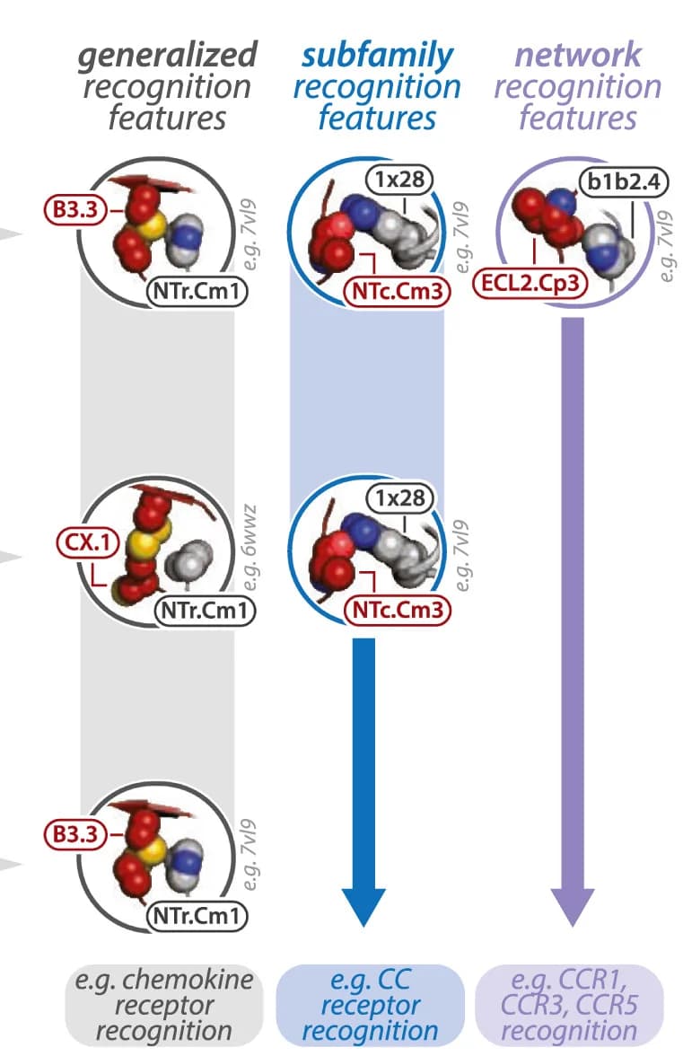 Open access visualization of Workflow, Chemical Structure, Chemokines, Receptors, GPCRs