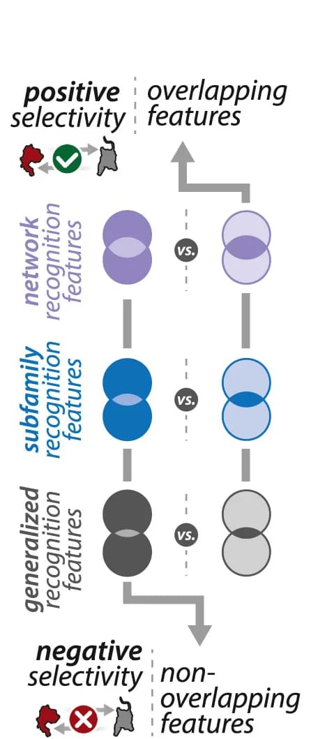 Open access visualization of Venn Diagram, Workflow, Selectivity Features, Positive Selectivity, Negative Selectivity