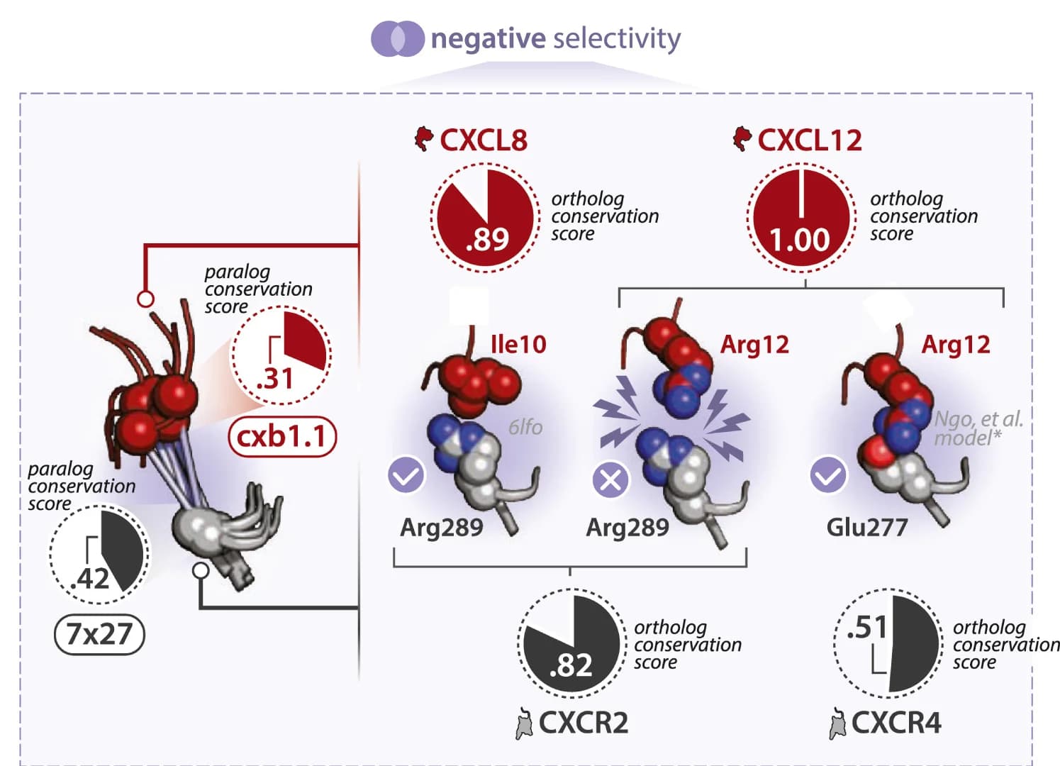 Open access visualization of Illustration, Chemical Structure, Pie Chart, Negative Selectivity, Chemokine-GPCR Complexes