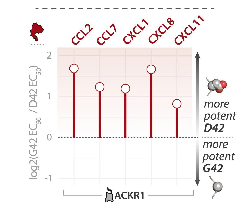 Open access visualization of Bar Plot, Log2-Fold Ratio, Chemokine EC50, ACKR1 Asp42, ACKR1 Gly42