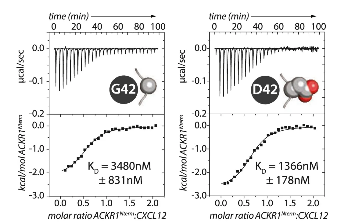 Open access visualization of Line Plot, Scatter Plot, ITC, ACKR1(1-60) Gly42, ACKR1(1-60) Asp42