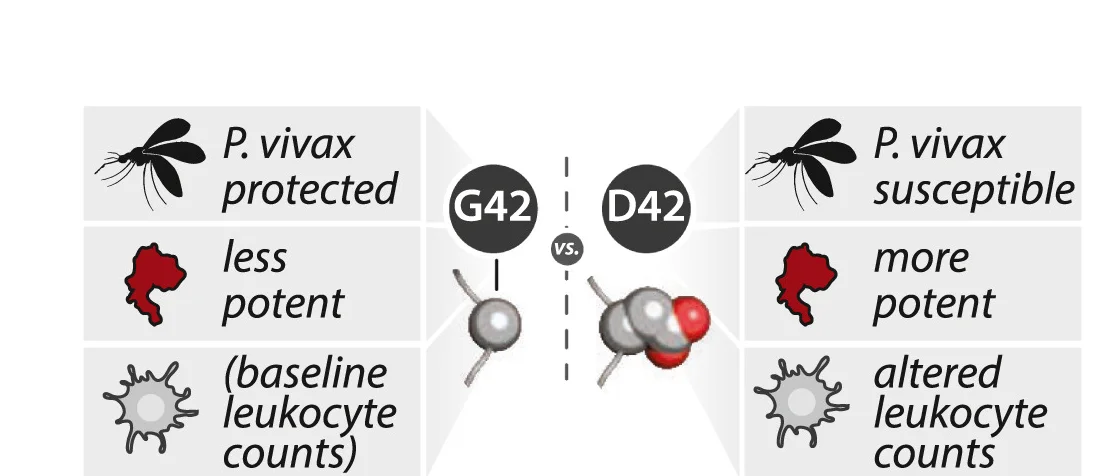 Open access visualization of Illustration, Immune Trade-Offs, Functional Trade-Offs, Phenotypic Trade-Offs, ACKR1 Gly42