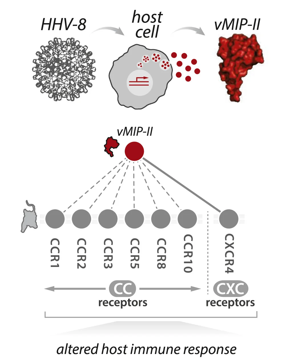 Open access visualization of Workflow, Pathway, HHV-8, vMIP-II, CC Receptors
