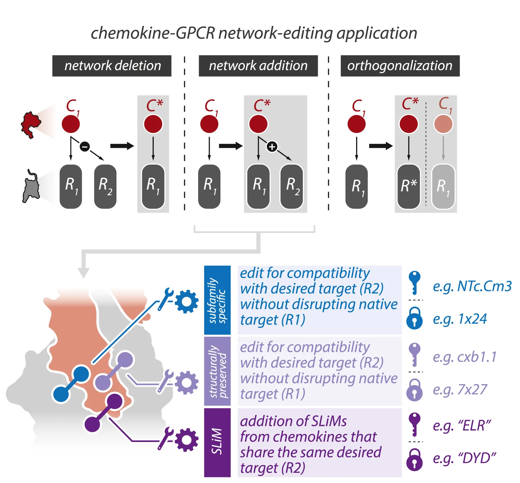 Open access visualization of Workflow, Illustration, Chemokine, GPCR, Network Editing