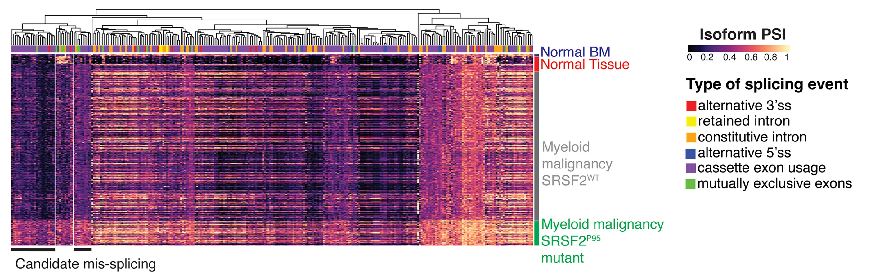 Open access visualization of Heatmap, Clustered, Isoform, PSI, Splicing