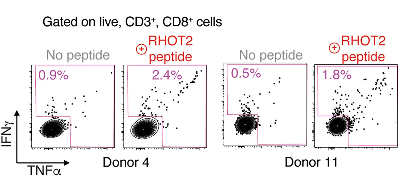 Open access visualization of Scatter Plot, ICS FACS Plots, IFN-γ, TNF-α, CD8+ T Cells