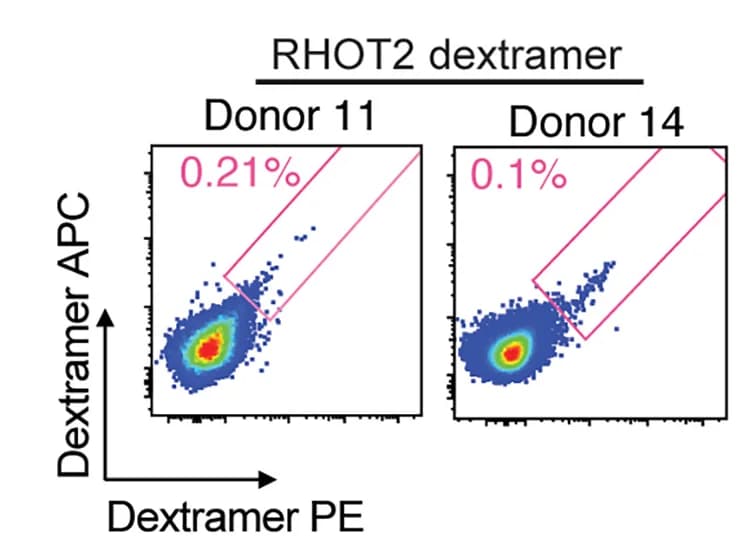 Open access visualization of Scatter Plot, FACS Plots, RHOT2 Peptide #5, CD8+ T Cells, HLA-A*02:01 Dextramers