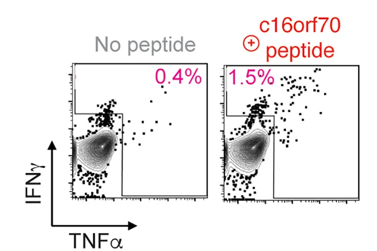 Open access visualization of Scatter Plot, Density Plot, ICS FACS Plots, c16orf70 peptide