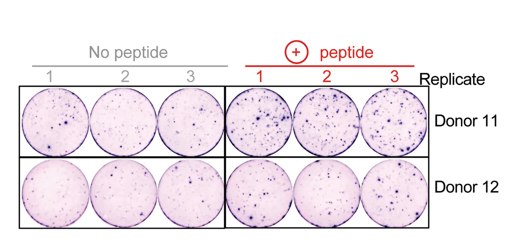 Open access visualization of Microscopy, IFN-gamma ELISpot, PBMCs, CLK3 Peptide, DMSO
