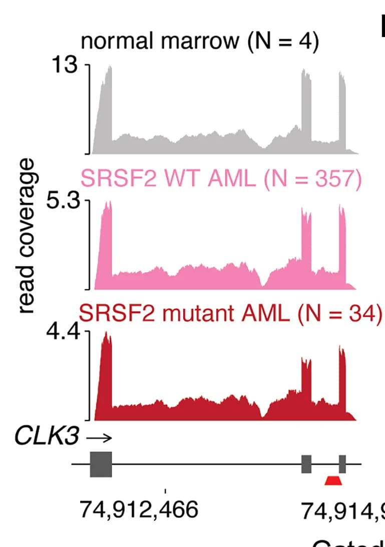 Open access visualization of Line Plot, Error Bars, CLK3 Exon 4 Skipping, RNA-seq, SRSF2P95 Mutant