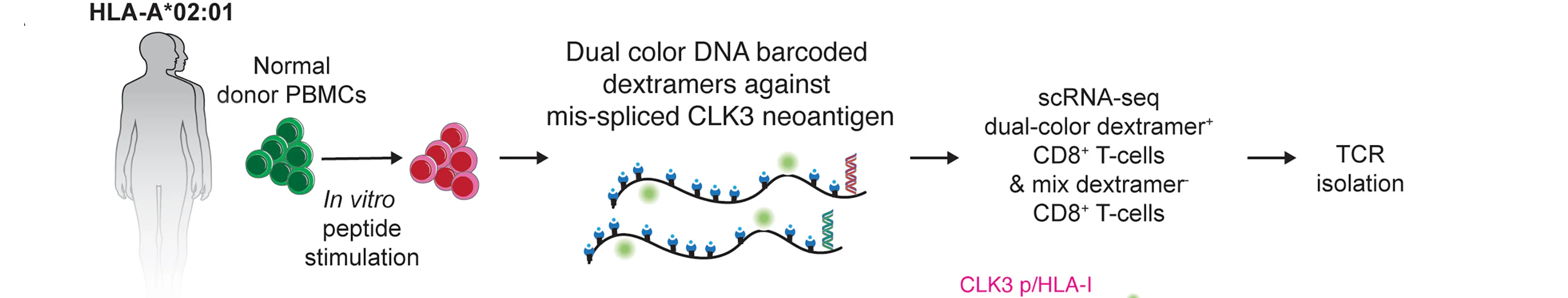Open access visualization of Workflow, Flowchart, Illustration, Assay, CLK3