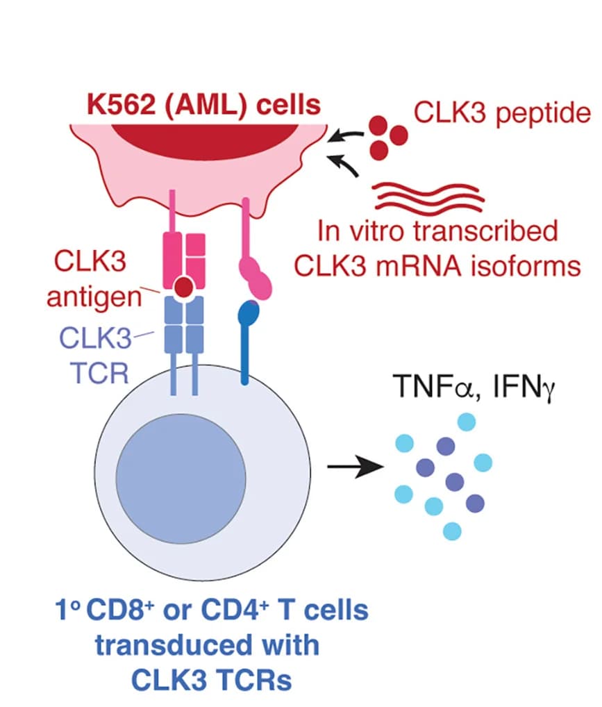 Open access visualization of Illustration, Workflow, Experiment, Antigen Reactivity, TCRs