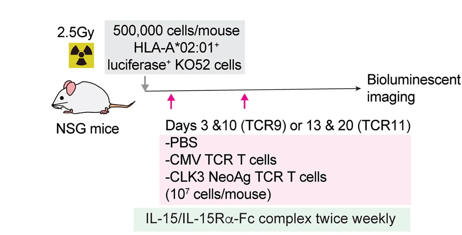 Open access visualization of Workflow, Flowchart, Illustration, In vivo Experiments, Therapeutic Efficacy