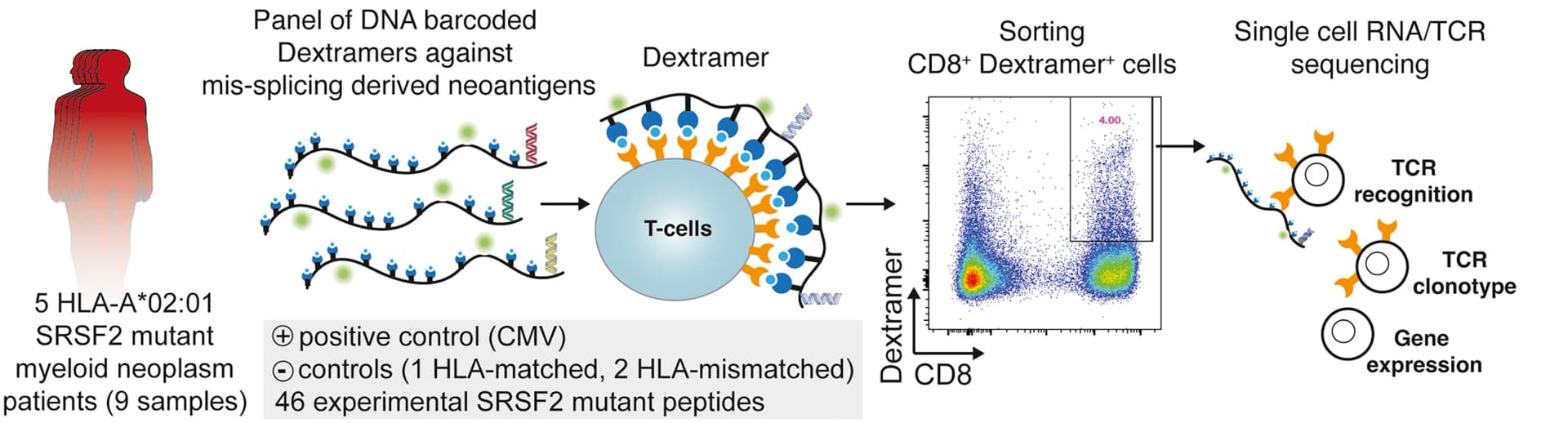 Open access visualization of Workflow, Scatter Plot, Experiment, Antigen-Reactive CD8+T Cells, Leukemia Patients