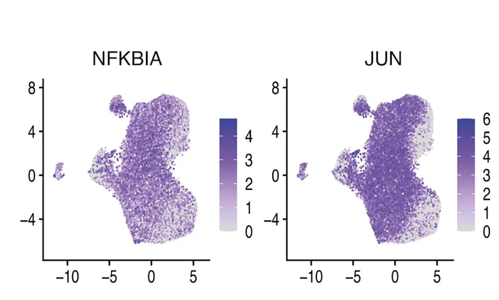 Open access visualization of Scatter Plot, UMAP, NFKBIA, JUN, NF-κB Signaling