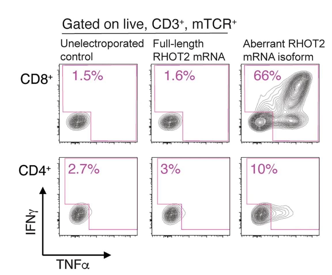 Open access visualization of Scatter Plot, IFN-γ, TNF-α, ICS FACS Plots, CD8+ T Cells