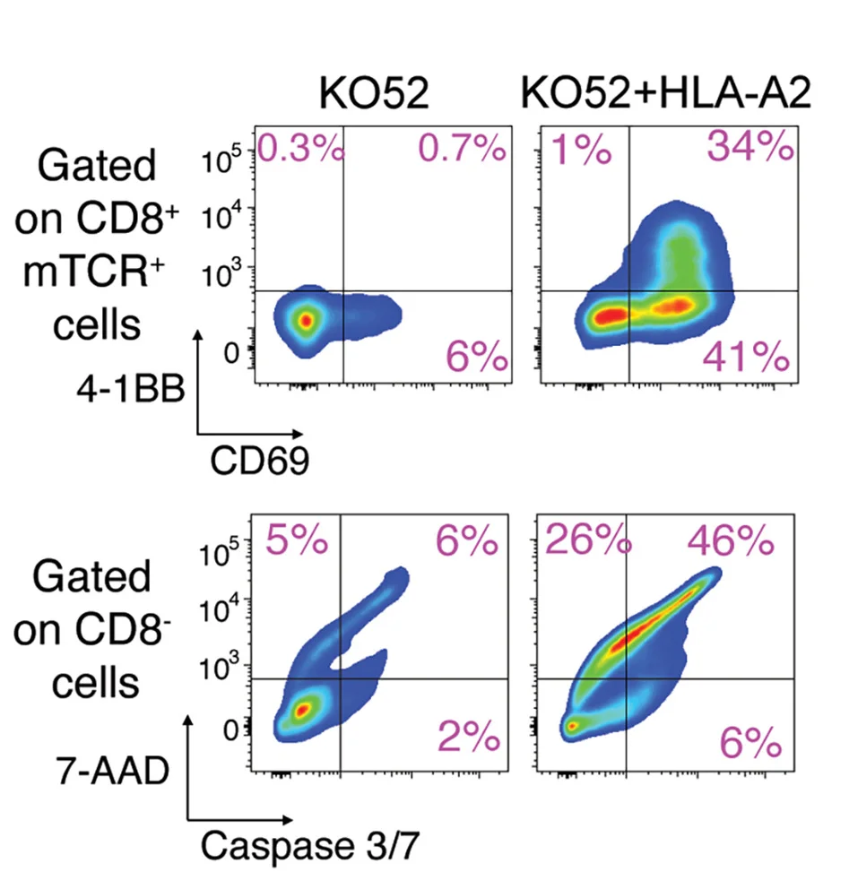 Open access visualization of Scatter Plot, Density Plot, Co-culture, RHOT2 TCR-T Cells, KO52 Cells