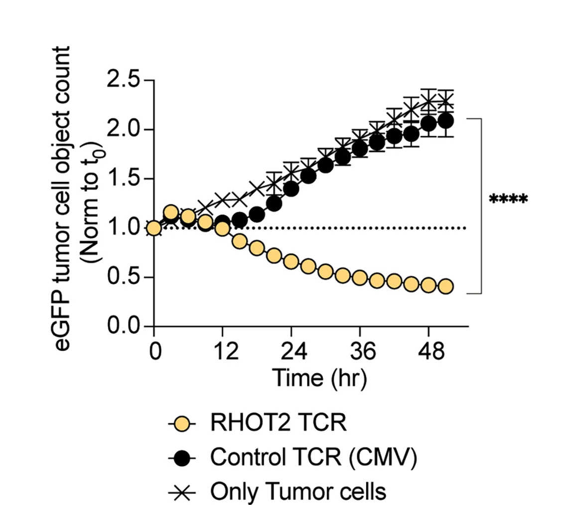 Open access visualization of Line Plot, Error Bars, Cell Number, HLA-A*02:01+eGFP+KO52 Cells, Co-culture