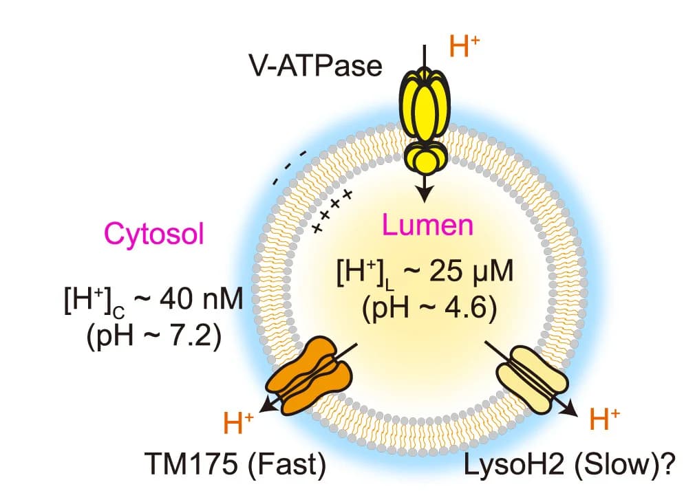 Open access visualization of Illustration, Workflow, Lysosomal H+ Flux, V-ATPase, TMEM175