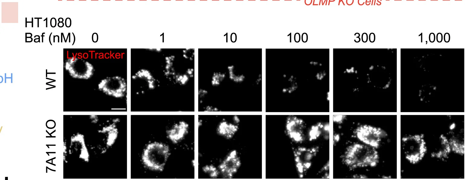 Open access visualization of Microscopy, Baf-A1, LysoTracker, WT HT1080 Cells, SLC7A11KO HT1080 Cells