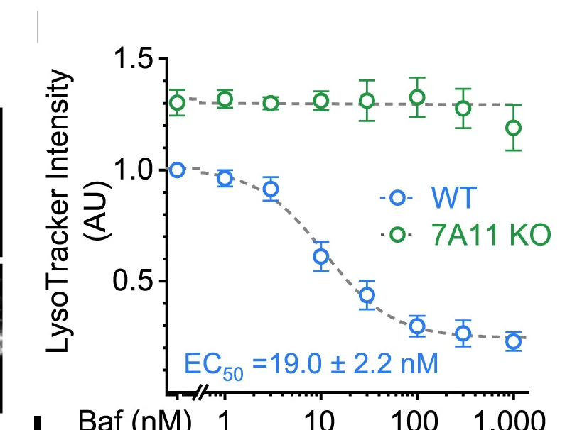 Open access visualization of Line Plot, Error Bars, Baf-A1, LysoTracker, WT HT1080 Cells
