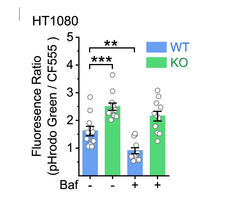 Open access visualization of Bar Plot, Error Bars, Scatter Plot, Lysosomal Acidity, pHrodo-Green Dextran