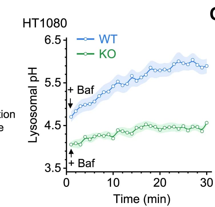 Open access visualization of Line Plot, Error Bars, Baf-A1, Lysosomal pH, WT HT1080 Cells