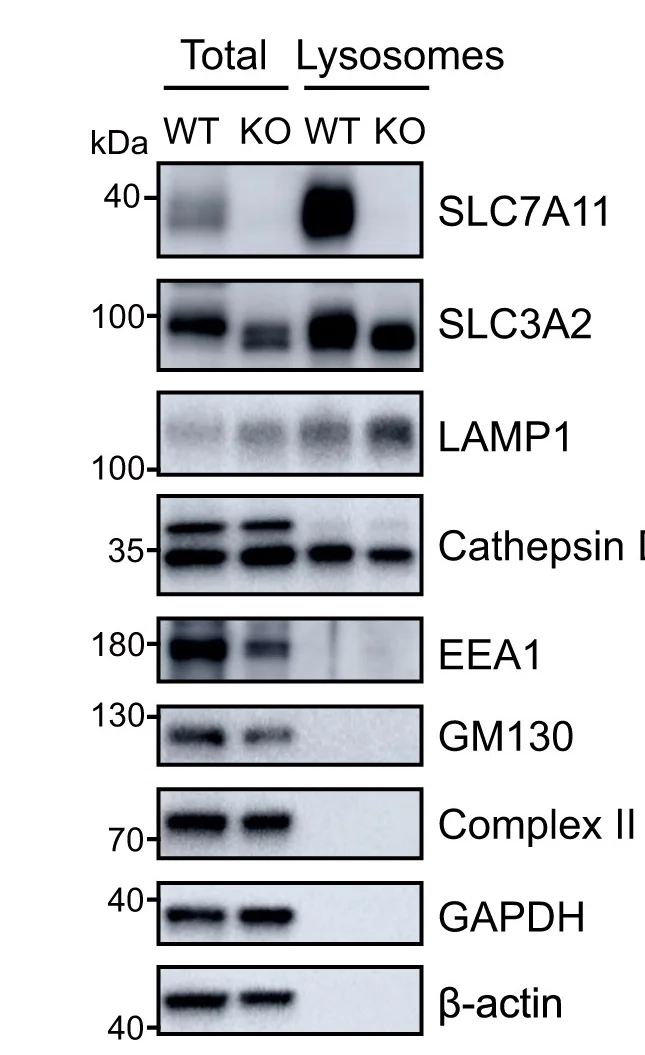 Open access visualization of Gel, SLC7A11, SLC3A2, Lysosomes, LAMP1