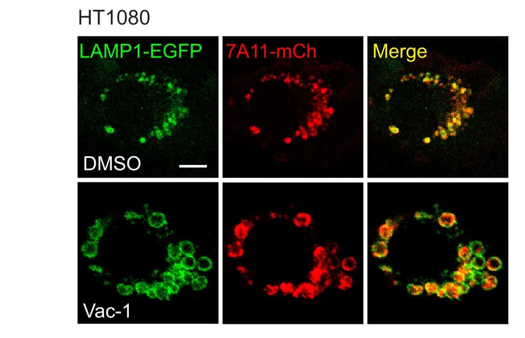 Open access visualization of Microscopy, SLC7A11, mCherry, LAMP1, EGFP