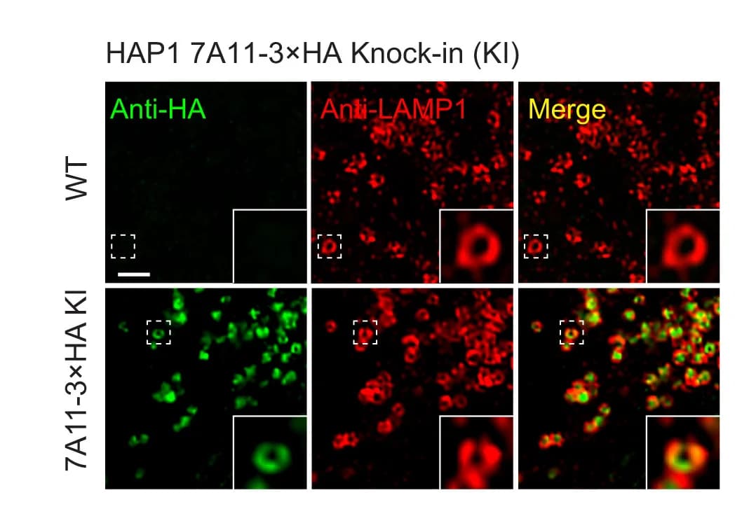 Open access visualization of Microscopy, SLC7A11, LAMP1, HAP1 Cells, Knockin