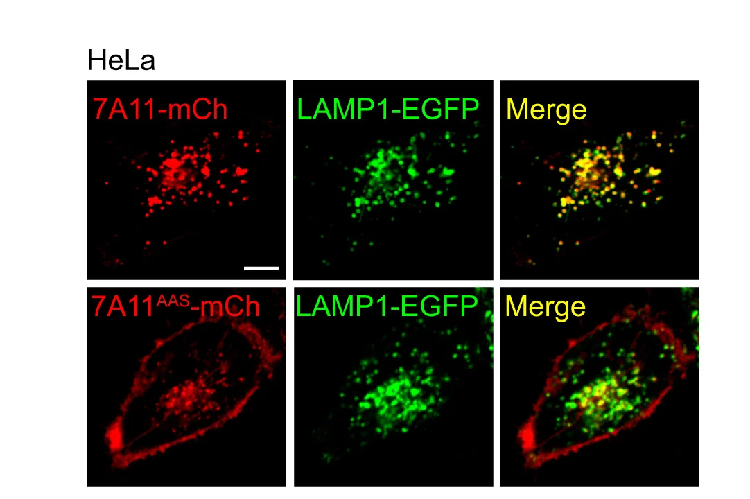 Open access visualization of Microscopy, SLC7A11, mCherry, SLC7A11AAS, HeLa Cells